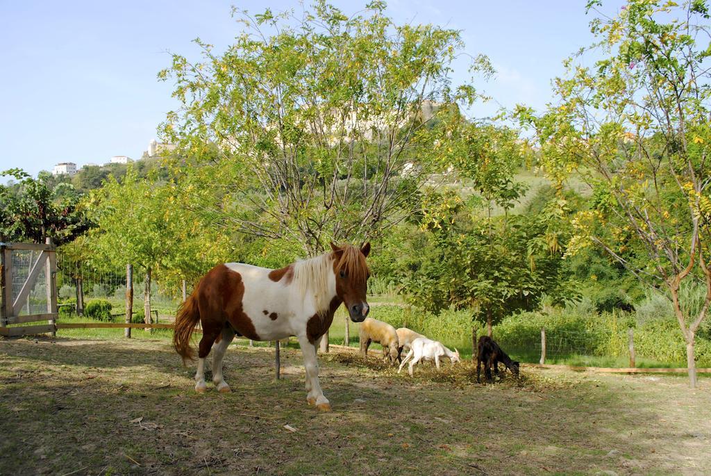 Agriturismo L'Arca Di Anna Brambilla Belvedere Marittimo Kültér fotó